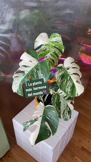 La Monstera más hermosa: cuidados y recomendaciones