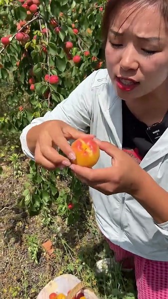 🍑 Harvest Time! Picking Fresh Apricots in the Orchard 🌿#FarmFresh #RuralLife #Orchard