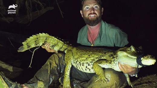 296K views · 1K reactions | It's a big day in the reptile community! A believed-extinct caiman has been found! #ExtinctorAlive Forrest Galante | Animal Planet | Facebook