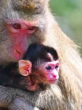 Pretty newborn baby carefully from mom