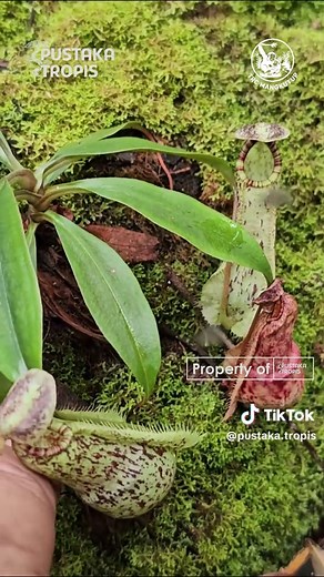 Kantong semar (Nepenthes) adalah spesies asli hutan hujan tropis, dengan pusat keanekaragaman di Asia Tenggara, termasuk di Indonesia. Mereka sering ditemukan di tanah gambut, pegunungan, atau daerah dengan kelembapan tinggi dan nutrisi tanah yang rendah. Peran mereka dalam ekosistem sangat penting, membantu menjaga keseimbangan populasi serangga. Sayangnya, banyak spesies kantong semar kini menghadapi ancaman serius. Kerusakan habitat akibat deforestasi, kebakaran hutan, dan perdagangan ilegal