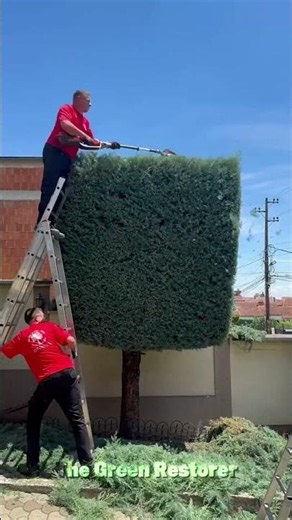 Cleaning | Edging | Trimming | Landscaping | Cutting | Pressure Washing #shorts #satisfying