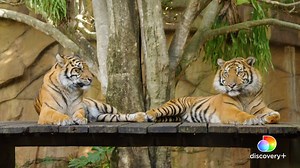 180K views · 4.3K reactions | Kaitlyn, the Sumatran tiger at...