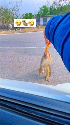 🐒🐒 #monkey #monkeyvideo #monkeyvlog #shorts #funny #trending #viralvideo