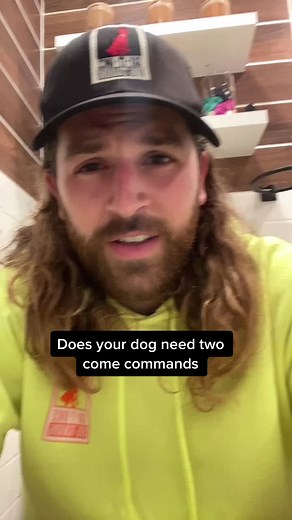 Essential Dog Training Tips for Effective Recall Commands