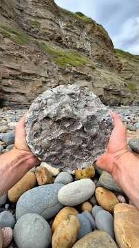 This striking stone contains an abundance of beautifully preserved shell fossils