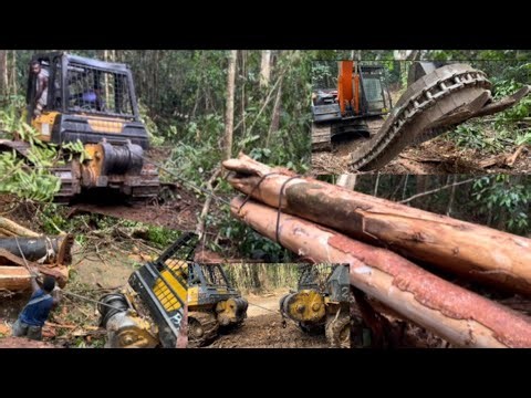 Proses Ekstrem!!!Tarik Bulldozer Rusak d Hutan & Produksi Kayu Logs
