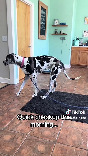 Quick checkup at the vet today…they told me I have to antibiotics…which means CHEESE! 🧀 #dogpack #greatdane #puppy #dogsoftiktok #thedapperdane