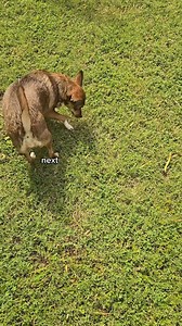 1.2K views · 16 reactions | Why does your dog love rolling in the grass?  It’s more than just goofiness! Rolling helps dogs mark their scent, scratch an itch, and even cool off. Plus—it just feels good! Does your pup do the grass roll? Tag a dog parent who can relate!  #DogLife #GrassRollGoals #pawTreePets #pawTree #dogmom #dogdad #petFacts #DogFacts | pawTree | Facebook