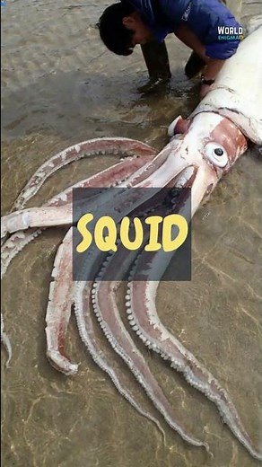AMAZING DISCOVERY of the SEA MONSTER KRAKEN specimen