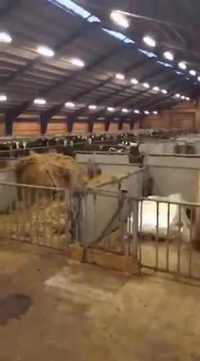 Good Morning Cows: A Hilarious Start to Your Day