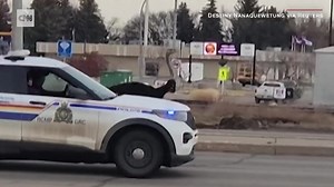 Police scrambled to wrangle runaway birds after a farmer's flock of ostriches escaped. https://cnn.it/3F3hQwK | CNN