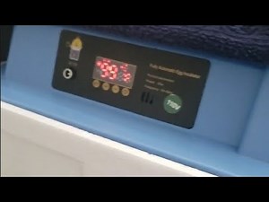 Dry incubation? Dry hatching chicks?100% dry hatch, NO water, will it work??? watch this too see...🤔