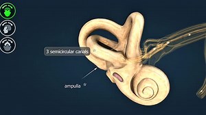 Functions Of Semicircular Canals