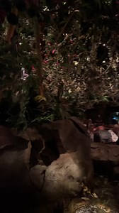 The Rainforest Cafe at Disney’s Animal Kingdom! I hear a lot of complaints about it, but it’s always been one of our favorites. I’ve been ordering the China Island Chicken Salad for many years. It’s one of the few things that stayed on the menu over the years . | See WDW