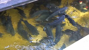 Isn't it terrific to be able to grow fish and plants together? The fish are the engine that creates the nutrient to enable plants to thrive and grow! - AND you can harvest both fish and plants together and have the added security of knowing you'll always have something to eat if you have an aquaponics garden growing fresh food at home! We love ours! | Aquaponics Design Course