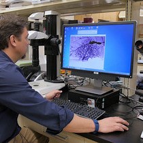 Serie: Quantifizierung der Verzweigungsdichte in ganzen Halterungen der Brustdrüse von Ratten mit der Sholl-Analysemethode