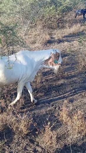 Exploring Agriculture in Tanzania