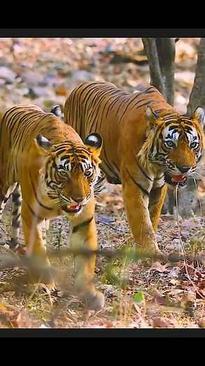WondersOfJungle on Instagram: "Tiger hunt on Sloth bear #wildlife #animals #naturelovers #nature #hunting"
