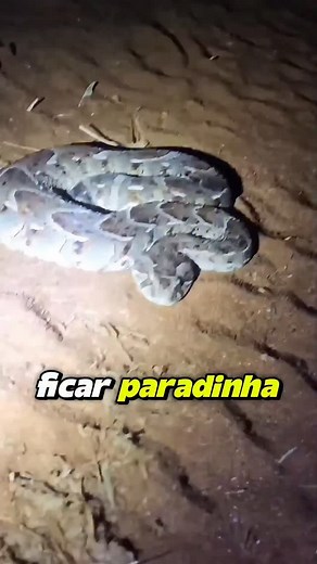 África, echis e biuta... #podcast #cobra #biologia @biologohenrique | Selva Cast