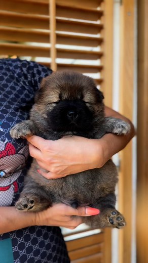 💙🍼 one one perfect teddy bear 🧸 🍼 baby boy out of Toto & Lou 💙💙💙 #chowchow #chowchowworld #chowchowpuppy #chowchowlovers #chowchowpuppies #puppy #puppies #doglover #dogs #pets | Xia Jovana Chow