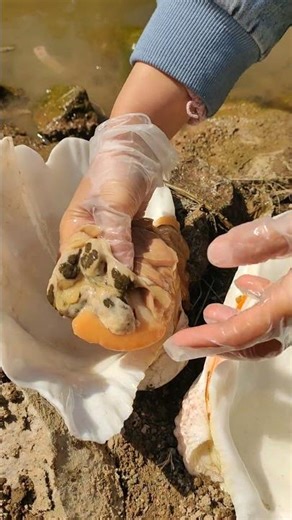 Giant Pearl Scallops vs. Freshwater Snails: Which Makes More Pearls?