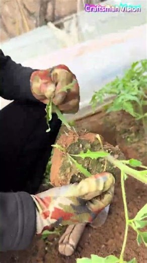 High quality tomato cultivation techniques