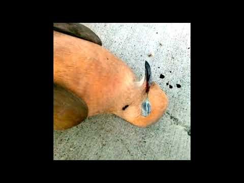 Scott Ballard - Territory (feat. The Lawn Dart Trio)