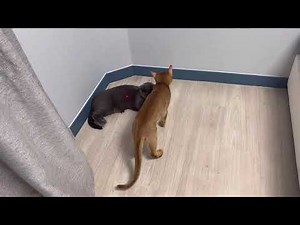 러시안블루 아비시니안 일상 브이로그 개냥이 집사