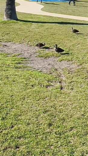 Windy duck day 🌞 💧