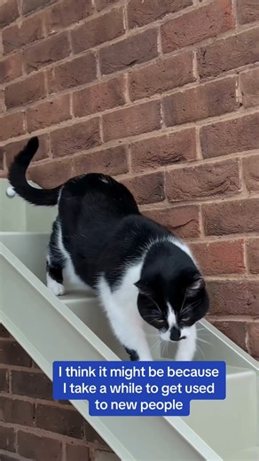 90K views · 1.2K reactions | Belle is a gentle soul who has been at RSPCA West Hatch Animal Centre for over 250 days! She's not had much socialisation before coming into our care, so she's quite timid and needs her own space. Do you have space in your heart and home for this lovely girl?  Apply to adopt her today: https://bit.ly/3PSd4HG | RSPCA (England & Wales) | Facebook