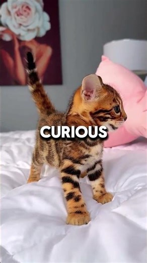 What is your opinion about Bengal?🐱💫#cat #pets #bengalcat