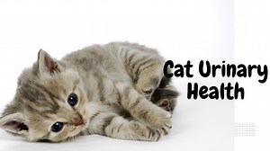 Cat Urinary Health