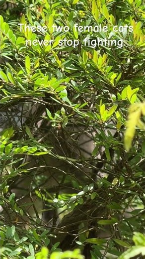 These two female cats never stop fighting. Can anyone interpret their argument? #cat #catfighting