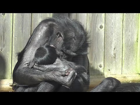 Bonobo Baby