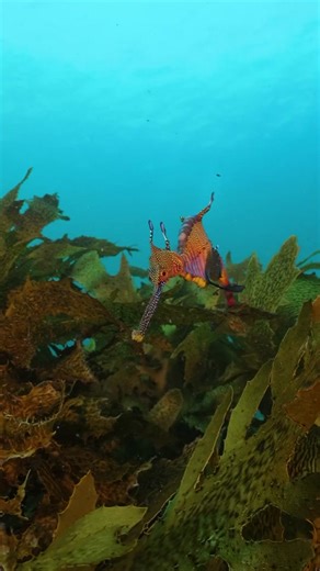 The weedy seadragon (Phycodurus eques) is one of only two seadragon species found in Australian waters. It lives amongst the giant kelp of the Great Southern Reef, where it blends seamlessly into its surroundings. However, 95 per cent of its habitat is gone; learn how scientists are conserving the Great Southern Reef: ausgeo.co/kelp 🎥 Tom Park #ausgeo #australia #seeaustralia #sealife #wildlife #seadragon #dragon #ocean #seaweed #underwater #underwaterphotography #nature #seahorse #greatsouther