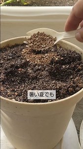 8/24【ミツバ】種まき こうして種をまけば 暑い夏でも確実に発芽します