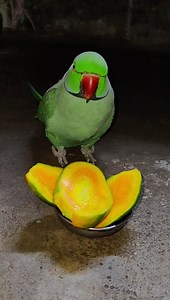 Mithu Talking Parrot Calling Mummy 🦜😍 #reels #birds #parrot #comedy #talkingparrot #reelsvideo #funny | Chandu Dot Com