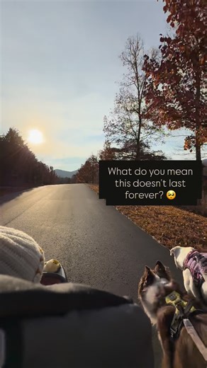 Layla the Boxer on Instagram: "I’m soaking in every second. ❤️"