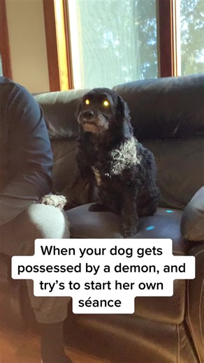Demon Dog Meme: Hilarious Cockapoo Moments
