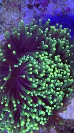 SALTWATER FISH Angel: Coral Beauty / sml Angel: Eibli / sml Angel: Emperor / Juvenile / sml Angel: Flameback / sml Angel: Lamarck Anthias: Squamapinnis / Orange Blenny: Ruby Red Dragonet Butterfly: Copperband / sml Cardinal: Banggai / sml Clown: Gladiator / DaVinci Dottyback: Royal / Bicolor Filefish: Aiptasia Eating / Green Foxface: Magnificent / med Goby: Clown / Yellow Goby: Diamond / med Goby: Rainfordi / sm Goby: Yellow Line Hawkfish: Flame Tang: Clown Lineatus / sml Tang: Naso / Blonde / m