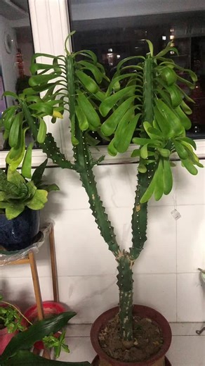 Top Phone Cases for iPhone 17: Perfect Gifts for Couples