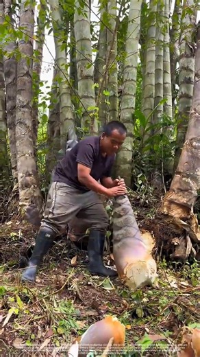 Giant Dragon Bamboo Shoots