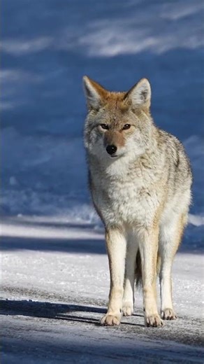 How to help deer survive the winter