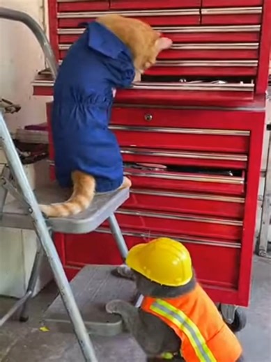 Cat Hilariously Fails to Hold the Ladder