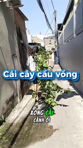 Cái cây cầu vồng #Sii