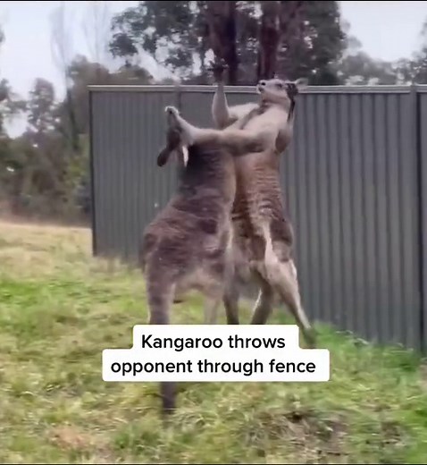 Kangaroo Throws Opponent Through Fence