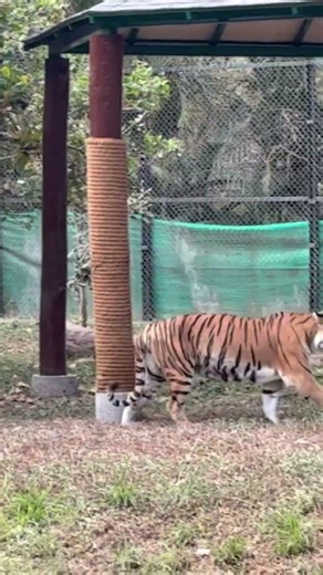 #tiger #bannerghattabiologicalpark#wildlife#wildanimals#tigerreserve