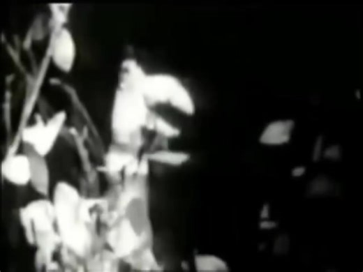 The Trashmen 1963 - Surfin Bird | Top Hat Crew's "Live Music Archives"