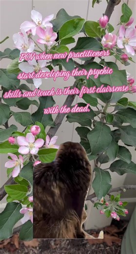 #Meme #witch #witchcraft #psychicabilities #psychic | psychic touch